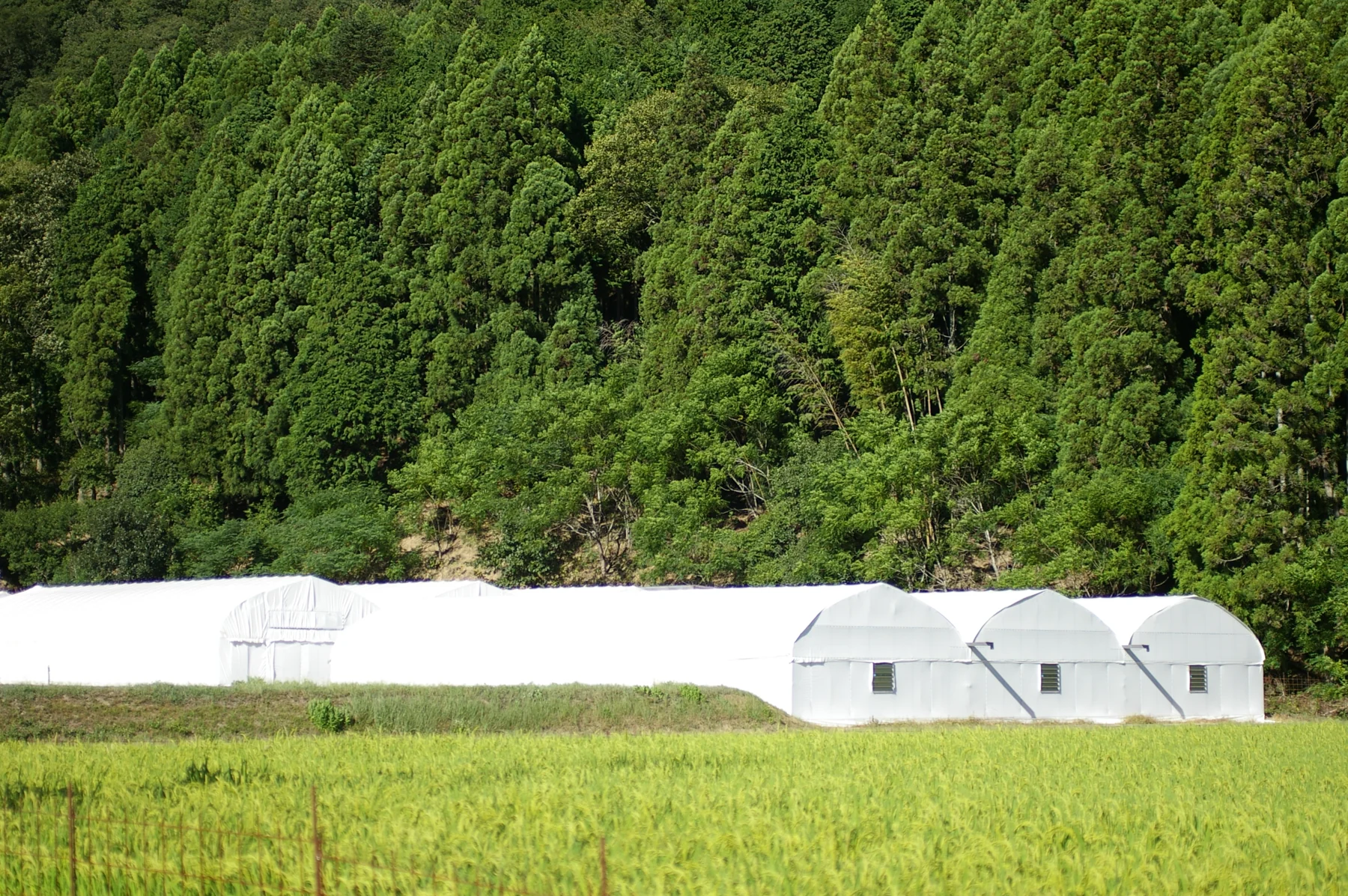しいたけを育てる深山農園の風景